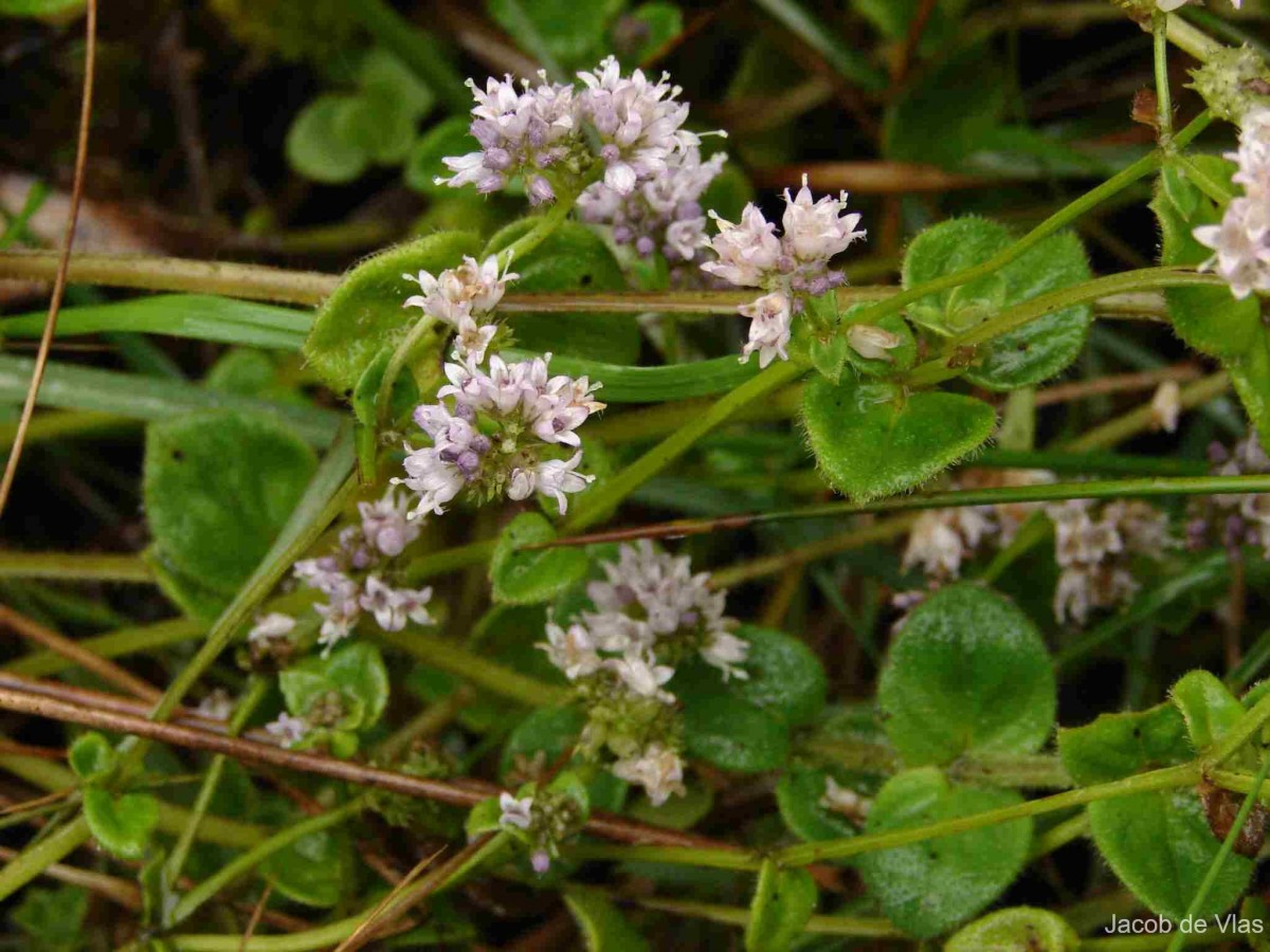 Neanotis nummularia (Arn.) W.H.Lewis